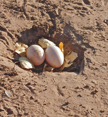 Anas platyrhynchos domesticus