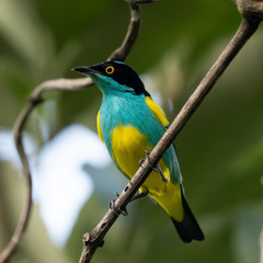 Yellow-Tufted Dacnis photo 1