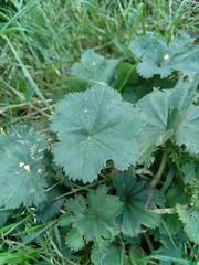 Alchemilla xanthochlora