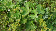 Alchemilla sarmatica
