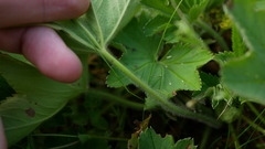 Alchemilla sarmatica