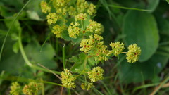 Alchemilla sarmatica