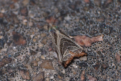 Dactylioglypha tonica