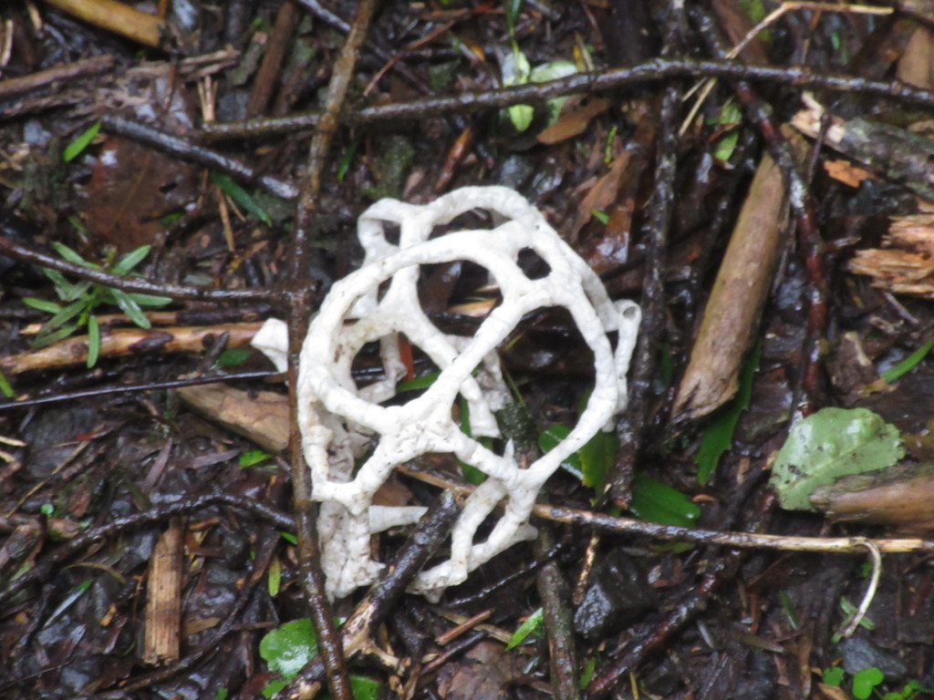 white basket fungus from Sandy Point 9879, New Zealand on June 16, 2019