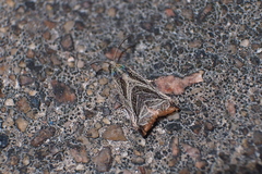 Dactylioglypha tonica