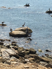 Pelecanus occidentalis