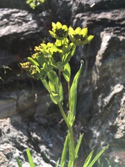 Bupleurum stellatum