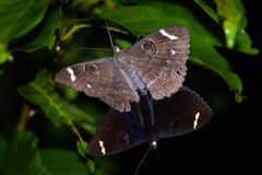 Erebus hieroglyphica