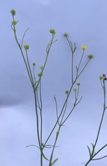 Ranunculus polyanthemos