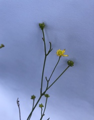 Ranunculus polyanthemos