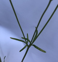 Ranunculus polyanthemos