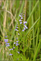 Scutellaria barbata