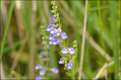 Scutellaria barbata