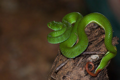 Trimeresurus rubeus