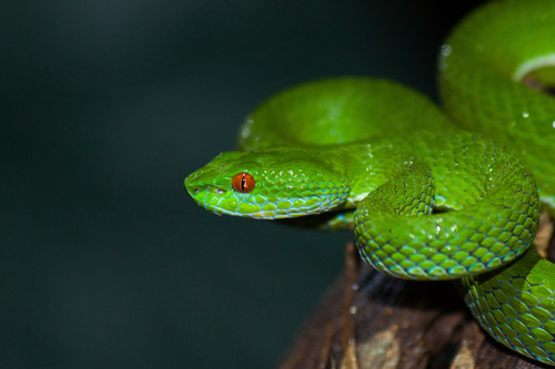Craspedocephalus rubeus (Malhotra, Thorpe, Mrinalini & Stuart, 2011)