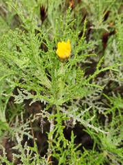 Arctotis laciniata, photograph (c) Jo Roberts, some rights reserved (CC BY)