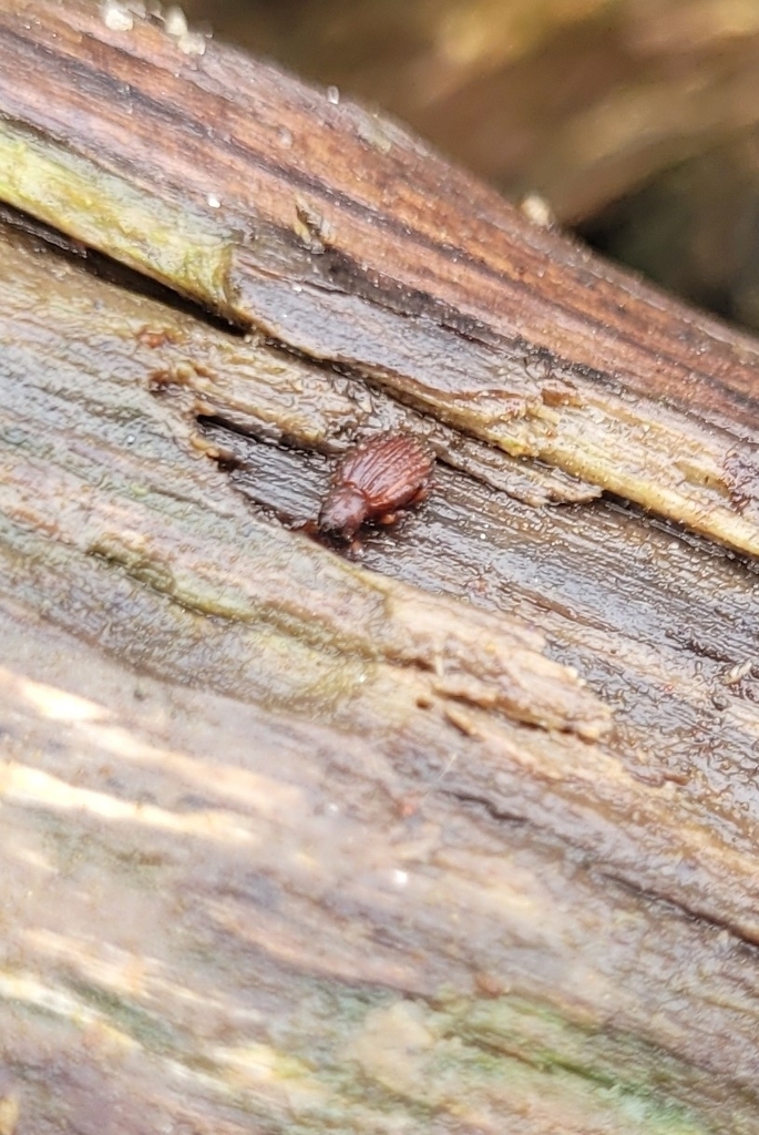 Sthereus ptinoides