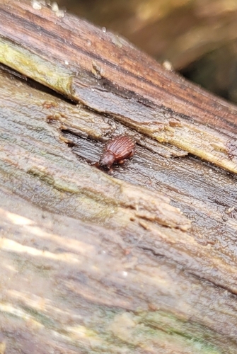 Beach Pure Weevil