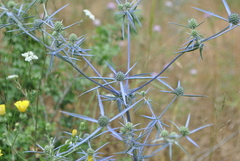 Eryngium creticum
