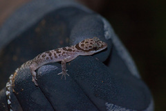 Cyrtodactylus cattienensis