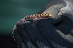 Cyrtodactylus cattienensis