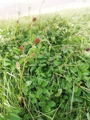 Sanguisorba officinalis