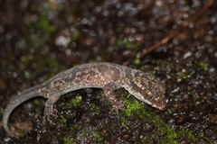 Cyrtodactylus cattienensis