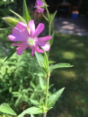 Silene dioica
