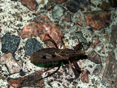 Oncocephalus pudicus
