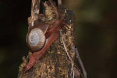 Hemiplecta