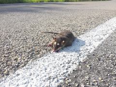 Philander opossum