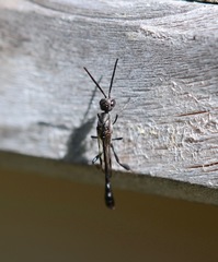 Evanioidea