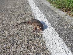 Philander opossum