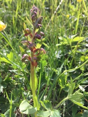 Dactylorhiza viridis virescens