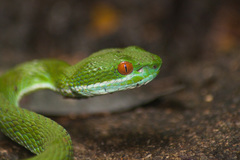 Trimeresurus rubeus