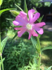 Silene dioica