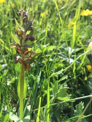 Dactylorhiza viridis virescens