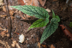 Begonia geoffrayi