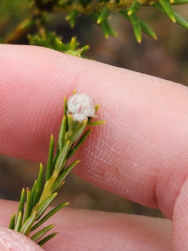 Phylica cryptandroides (Phylica cryptandroides)
