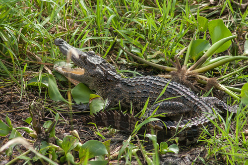 Crocodylus siamensis