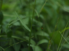 Agriocnemis femina oryzae