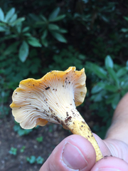 Cantharellus