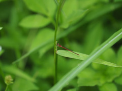 Agriocnemis femina oryzae