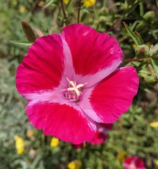 Clarkia amoena