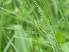 Agriocnemis femina oryzae