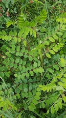 Astragalus glycyphyllos