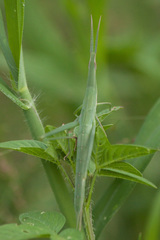Acrida willemsei