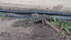 Varanus salvator