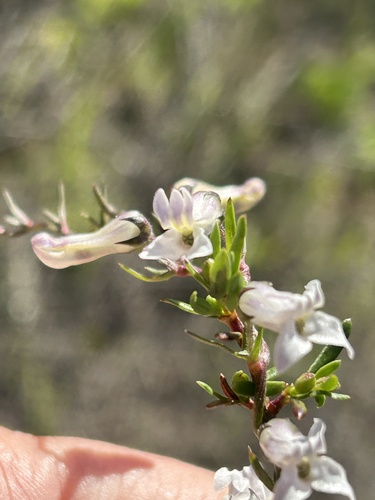 Image of Cyphia digitata by (c) Christina, some rights reserved (CC BY)