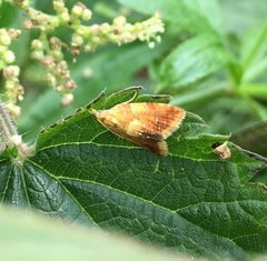 Pseudargyrotoza conwagana